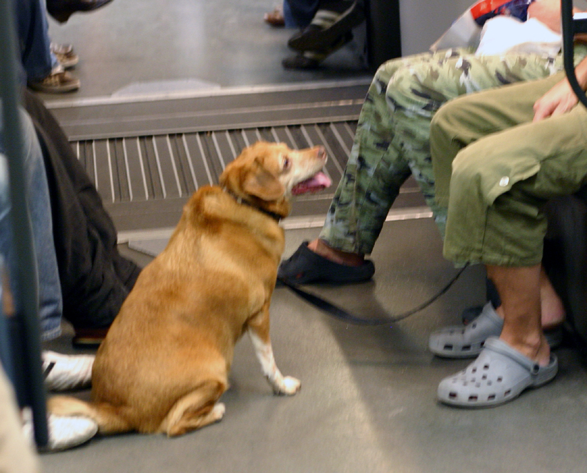 Dog oet metro barcelona